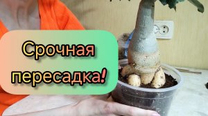 Адениум,  выпрыгивает из горшка.😬 А внутри нарос отличный каудекс!👀😃