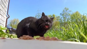 Черная уличная кошка ест жидкий корм. Крупный план кормления бездомной кошки. 4K