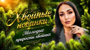 Хвойные новинки. Молодые приросты хвойных.