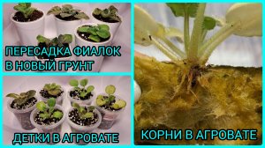 Пересадка фиалок в новый грунт. Детки в агровате. Корни в агровате.