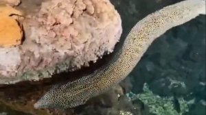 В подводном царстве