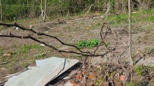 Дачные истории. Снова посадки. Делаем грядки