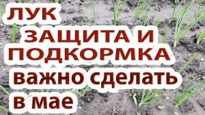 Чем обработать лук в мае и июне? Спасаем от луковой мухи и подкармливаем наливом