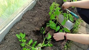 Как я сажаю томаты в теплицу. Лайфхак с бутылками для полива