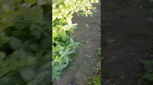 уничтожаю гриб спустя несколько месяцев, или  годов