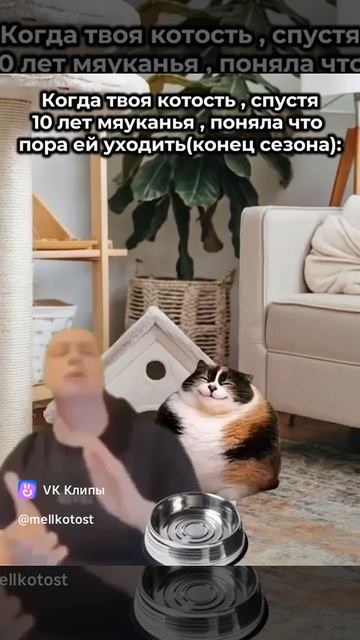 Когда понял твоя котость спустя 10 лет мяуканья поняла что ей пора уходить