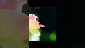 1000042507.mp4