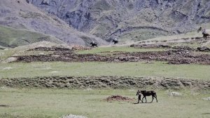 Скачки в с. Гагатли.На 2 кругов. 10.05.2026 год