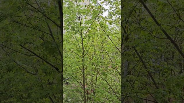 Видео 4ка к1471