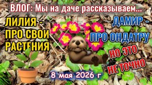 Рассказываем: Лилия про цветы, Дамир про живность на даче 8 мая 2026 г