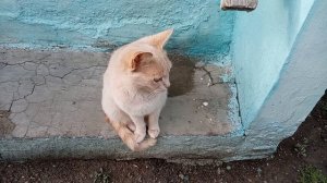 Высадила петуньи и хлорофитумы на улицу ! Перцы и баклажаны в земле ! Юг России🌴.