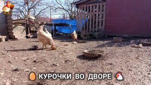 Забавные курочки несушки во дворе очень счастливы 🥚😂🐥 (7)