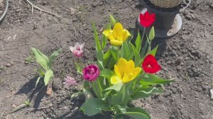 Обзор цветника неделю спустя/все  меняется на глазах🤗
