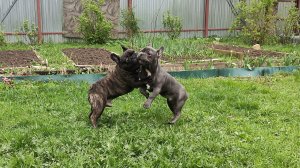 2 Французских Бульдожки | оторваться НЕВОЗМОЖНО