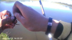 Порыбачил на Старице🎣 Рыбачил 1,5 часа. Наживка навозный червь, опарыш. Прикормка Стерля (Чеснок).