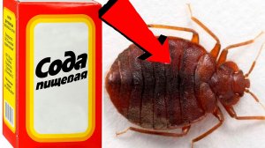 Как избавиться от Клопов За 3 Секунды!
