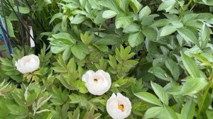 Прогулка по саду 🌿🧚🏻♀️🌿🧚🏻♀️🌿 11 мая 26г.