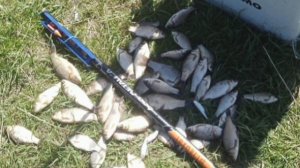 Порыбачил на Старице🎣 Рыбачил 1,5 часа. Наживка навозный червь, опарыш. Прикормка Стерля (Чеснок).