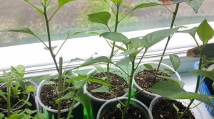 Зацвела виола🌺 посеяла арбузы, дыни и огурцы в торфяные горшочки🌱