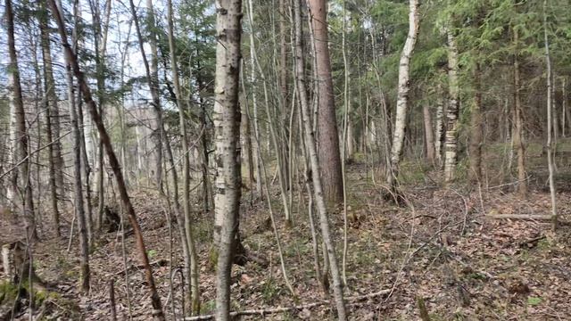 Выходные закончились, по весеннему лесу