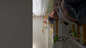Сегодня я вам показал трюк но меня опять вот эти вот два гусь и собака психованные решили мне голову