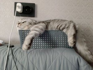 кискса