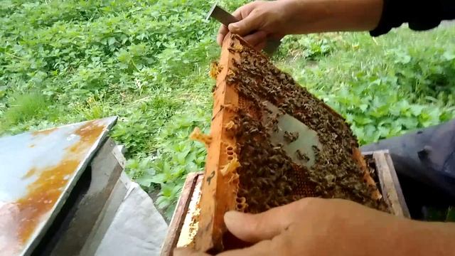 Сот смотреть онлайн