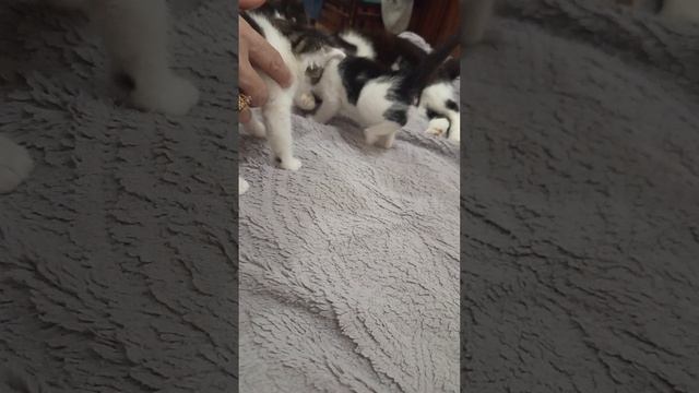 буся и её два котёнка играются