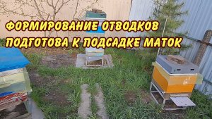 пчеловодство. формирование отводков подготова к подсадке маток