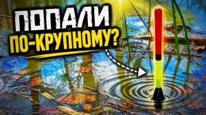 ЭТО СВЕРШИЛОСЬ! Уехали в ВЕРХА и КЛЮЁТ! Донки с НОЧЕВКОЙ и поплавок с УТРА! Рыбалка 2026