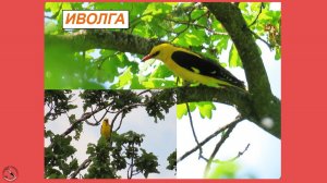 Иволга - как солнечный зайчик. Поёт как флейта, а кричит, как кошка