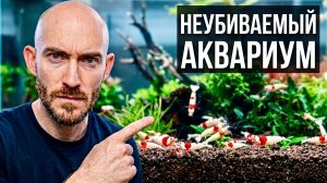 Руководство для начинающих: Постройте «процветающий» аквариум с креветками.