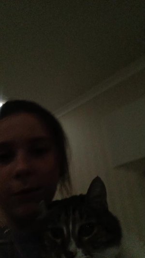 моя кошка 😸