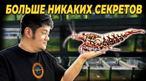 Мастер-заводчик креветок Caridina раскрывает свои главные секреты...