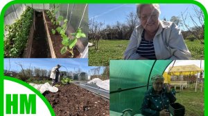 11 мая. Всех переселила на улицу. Как изменилось моё здоровье после применения овса.