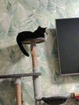 мишт
