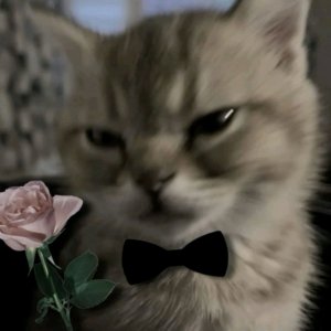 Рисую кото страничку Кленовницы.