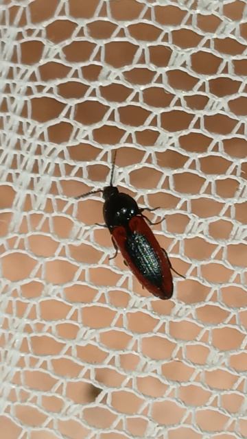 Щелкун кроваво-пятнистый (лат. Ampedus sanguinolentus) — вид щелкунов из подсемейства Elaterinae.