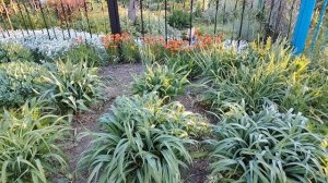 По просьбе подписчиков, показываю, как обрезаю  тюльпаны, гиацинты.