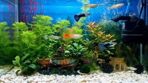 АКВАРИУМНЫЙ ДЗЕН: ТАНЕЦ ХВОСТОВ 💃🐠АКВАРИУМНЫЙ СОН: ГАРМОНИЯ БЕСКОНЕЧНЫЙ ПОТОК СПОКОЙСТВИЯ 🌊🌀
