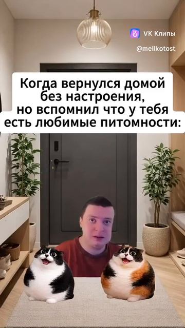 Когда вернулся домой без настроения но вспомнил что дома любимые котости