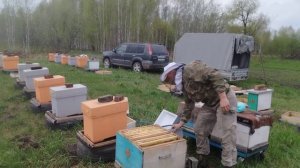 Привёз шестирамочники с пасеки Ефименко. 10.05.2026 г