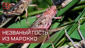 Личинки марокканской саранчи обнаружены на границе Дагестана и Ставрополья