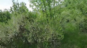 11,05,26. Выбираю место для ловушки N18.