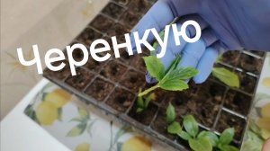 Черенкую гортензии.