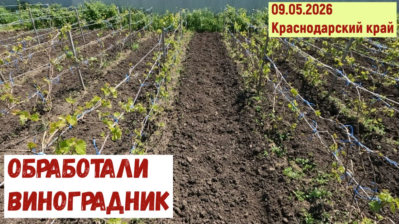 Краснодарский край. Обработали виноградник (09.05.2026)
