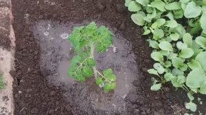 Что добавляла в лунку!? ❤️
