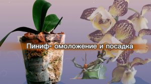 Омоложение и посадка пелора пинифа. Дрим Даймонд бант- случайное обнаружение проблемы