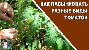 Как пасынковать томаты детерминантные, индетерминантные томаты и штамбовые томаты