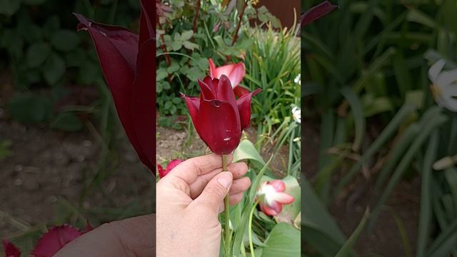 Купила себе новеньких тюльпанов